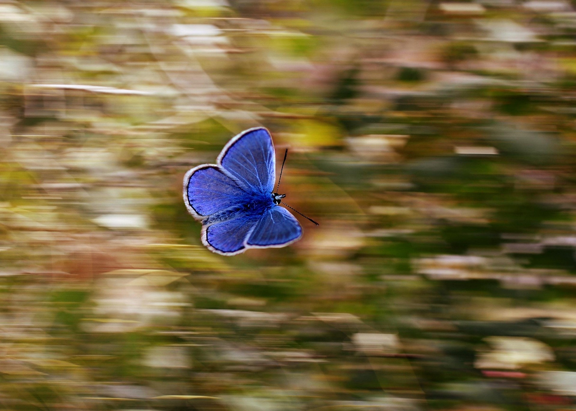 adinavoicu butterfly 2837589 1920